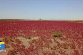 中国梦•黄河情｜瞰壮美东营黄河三角洲，美丽金秋生态画卷徐徐展开图片