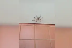 惊悚瞬间！巨大猎人蜘蛛冲向坐在马桶上的男子图片