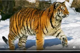猛虎下山！吉林珲春市民接连偶遇野生东北虎图片