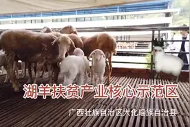 本地就有黑山羊，为何还要养绵羊？图片