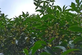 一年秋意浓，杭城桂花香！假期第一天，和“市花”一起化痰散瘀、疏肝通气、醒脾开胃……图片