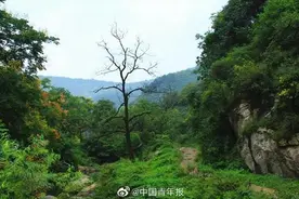 女子失联4天后在树杈上被发现 400人次参与救援图片