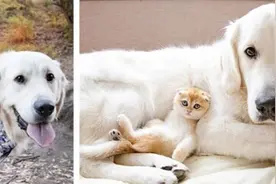 金毛犬与小猫关系亲密 甚至背着小猫去旅行图片