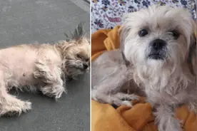 流浪西施犬饱受皮肤病困扰 全身毛发几乎掉光图片