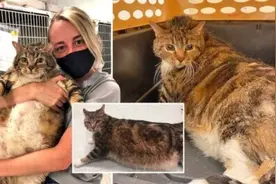 27斤猫咪因太胖被嫌弃 走红网络成功找到新家图片