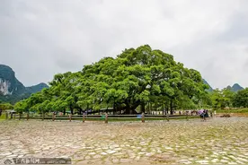 桂林大榕树：大有“来头”“看头”和“名头”的一棵树图片