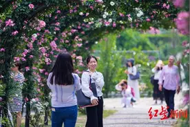 第二届成都国际花博会11月20日举行！这次邀请了抖音网红带货图片