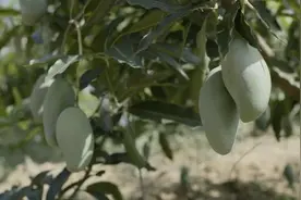 物产中国·田东桂七香芒｜十本芒果笔记与日发两万单快递图片