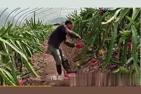 尿毒症男子包下60亩地自救，单日透析双日干活，患病后坚持公益图片