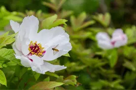 江南牡丹国庆前夕罕见开放图片