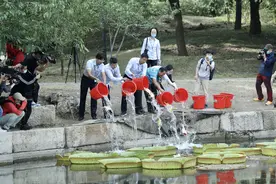 北京：圆明园投放10万余尾锦鲤迎双节图片