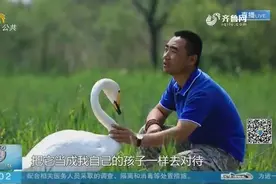 天鹅之恋 一个驯养师和天鹅的故事视频封面