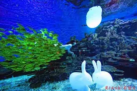 海底嫦娥奔月，陆地水獭升旗，武汉极地海洋公园欢迎全国游客免费玩图片