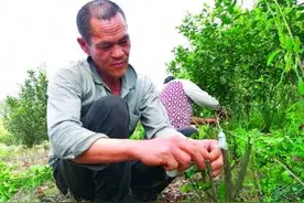 政策好、能吃苦、掌握一技之长！桂林兴安“嫁接高手”脱贫记图片