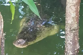 新加坡双溪布洛湿地保护区附近发现鳄鱼 距行人路仅2米引起恐慌图片