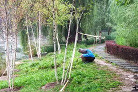 北京柳荫公园来“稀客”，千万别打诱拍的主意图片