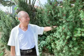 海阳黄崖村有个红豆杉园子，美不胜收图片