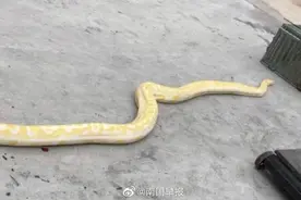 南宁宾阳一汽车展厅惊现4米长黄金蟒图片