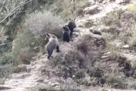 难得一见！野保专家在三江源发现罕见藏棕熊图片