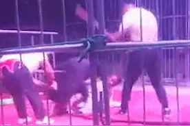 河南一马戏团黑熊失控撕咬驯兽师！人无大碍，马戏团已停业图片