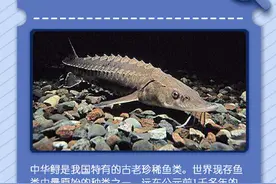 世界动物日，别让人类变成孤独生命图片