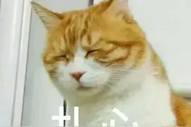 肉测丨这几款陕西凉皮胜过大鱼大肉，吃过都说香图片