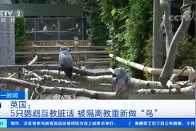 英国伦敦5只鹦鹉互教脏话骂游客 已被隔离，重新做“鸟”图片