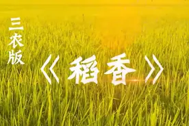 嘉兴青年用一首三农版《稻香》祝福祖国图片