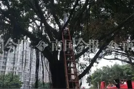 担心被处罚，柳州外卖小哥把自己挂在树上，死活不下来图片