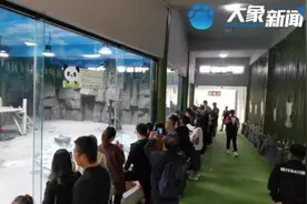 果然是“王者”!只是吃吃睡睡 栾川的俩大熊猫人气爆棚图片