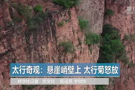 大美中国｜太行奇观：悬崖峭壁上 太行菊怒放视频封面