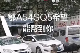 两条狗“破坏”车主私家车，店家表示与车主协商处理图片