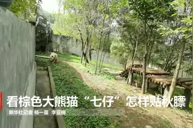 看棕色大熊猫“七仔”怎样贴秋膘视频封面