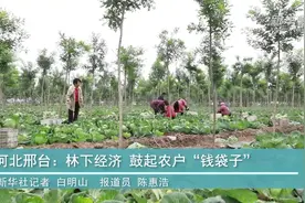 河北：林下经济鼓起农户钱袋子视频封面