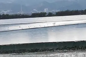 红嘴鸥回来是否携带病毒？来听听专家怎么说图片