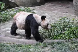 重庆动物园通报25岁大熊猫灵灵去世图片