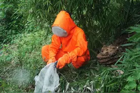 出殡燃放烟花爆竹惊动马蜂 10多位村民遭蜇伤，一60多岁抬棺人不幸身亡图片