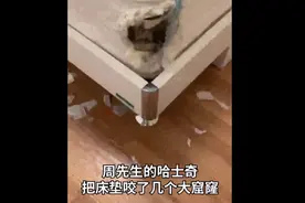 哈士奇把主人77岁奶奶气进医院，主人：这次“拆家”咬的价值太高图片