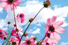 格桑花开图片