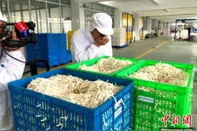 台湾“菌菇世家”大陆扎根“台三代”誓传承“百年老店”图片