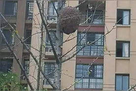 马蜂窝毗邻居民楼存隐患！六安这个小区居民盼摘除图片