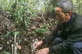 贵州德江古森林现十余株“死亡之花”水晶兰，晶莹如“豌豆射手”图片