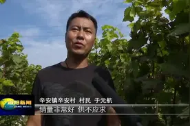 丰收海阳——蓝莓葡萄：不是蓝莓胜似蓝莓视频封面