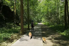 张家界惊魂记：遇上猴子“打劫”图片