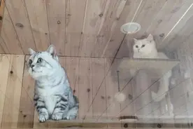 宠物猫变身招财猫！这个村靠“鼓捣”猫致富图片