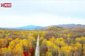 航拍吉林舒兰枫林白桦：油画般的壮美秋色视频封面