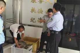 男子黄浦江边夜间垂钓，钓到一只两个面盆大小的蠵龟，赶紧求助警方图片