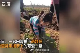 3岁萌娃菜地徒手拔萝卜 边拔萝卜边哼唱儿歌图片