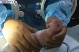 秦岭大熊猫繁育研究中心 高龄大熊猫珠珠诞下一幼崽图片