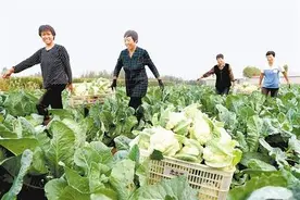 新型经营主体成农民增收“加速器”图片